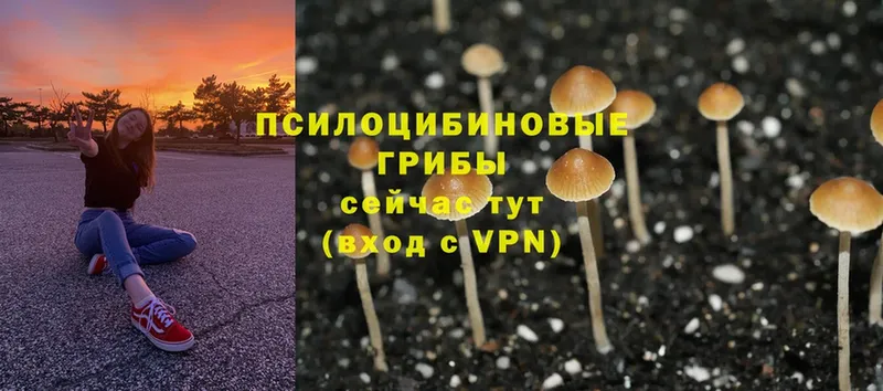 Галлюциногенные грибы Psilocybine cubensis  Николаевск-на-Амуре 